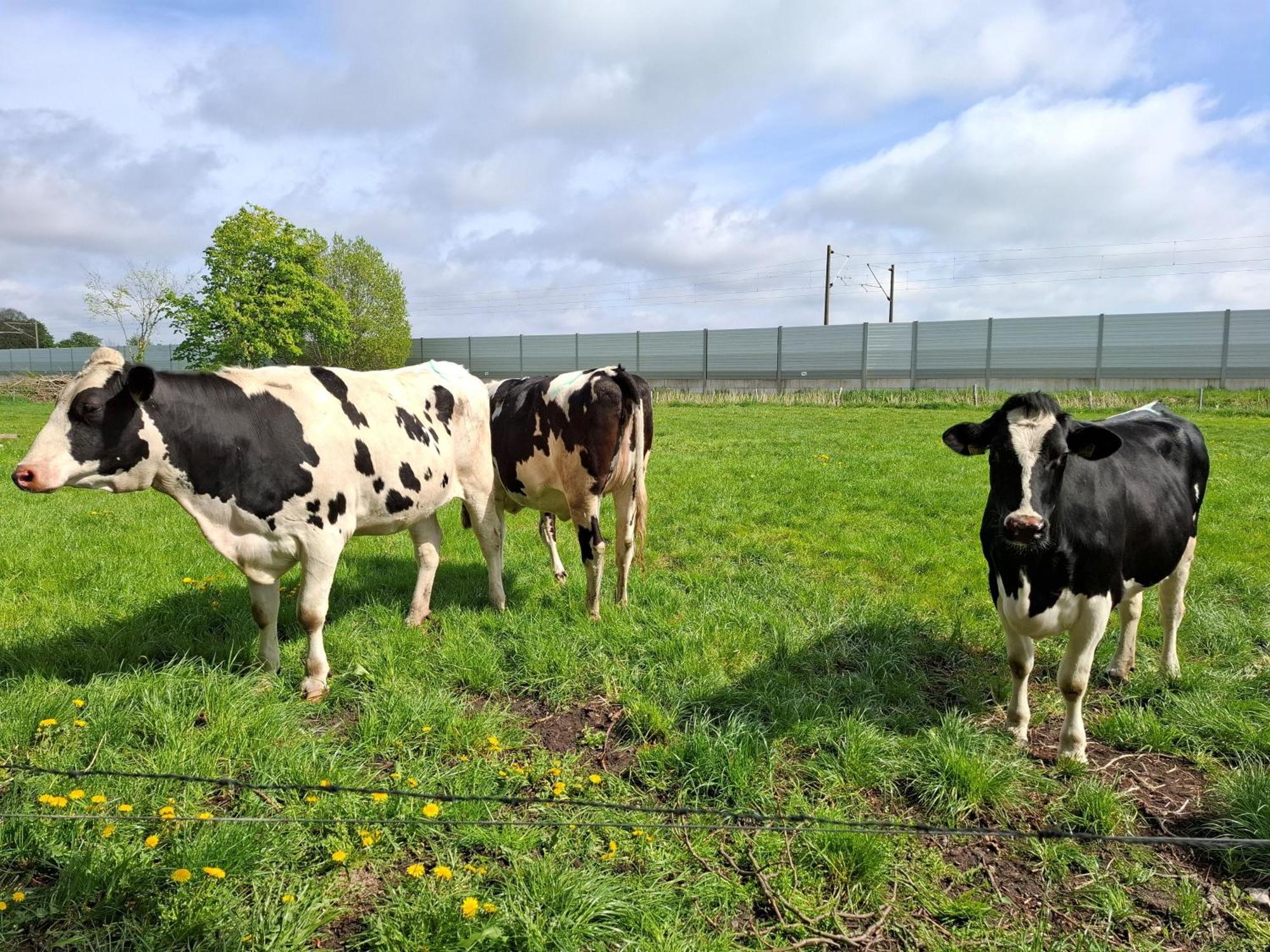 Ferienwohnung Naeve - Gemuetliche Wohnung Auf Dem Lande Mit Zwei Schlafzimmern Barderup Esterno foto